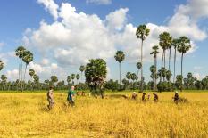Explore Cambodia along Mekong Trail - experince-rice-field-tour.jpg